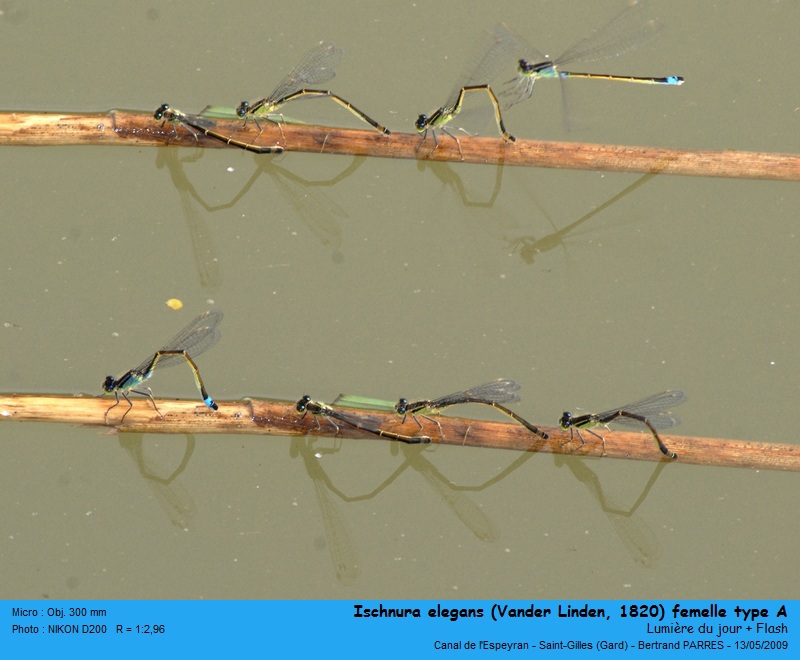 Ischnura elegans (Vander Linden, 1820) #19434