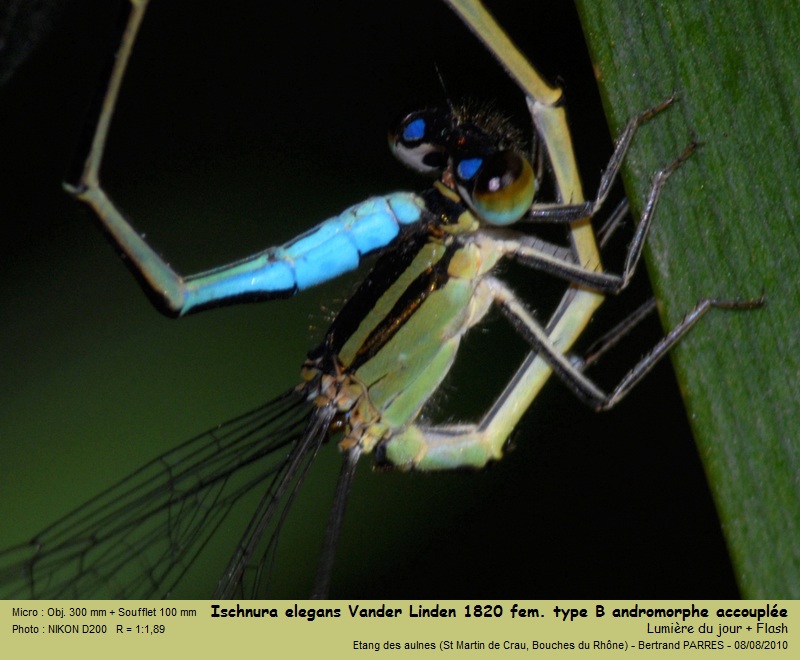 Ischnura elegans (Vander Linden, 1820) #19445