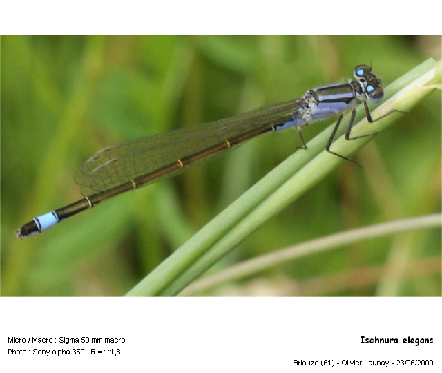 Ischnura elegans (Vander Linden, 1820) #11313