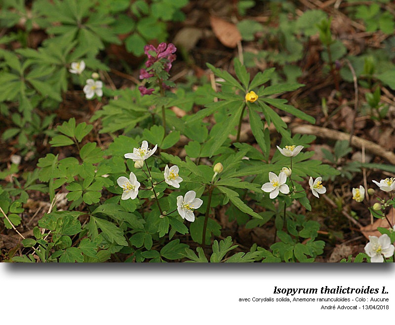 Isopyrum thalictroides L. #54597