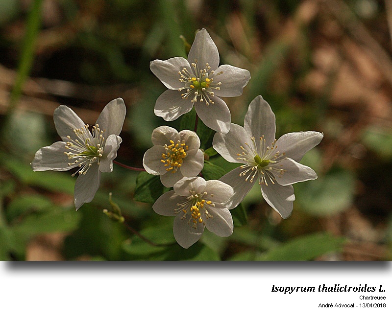 Isopyrum thalictroides L. #54599