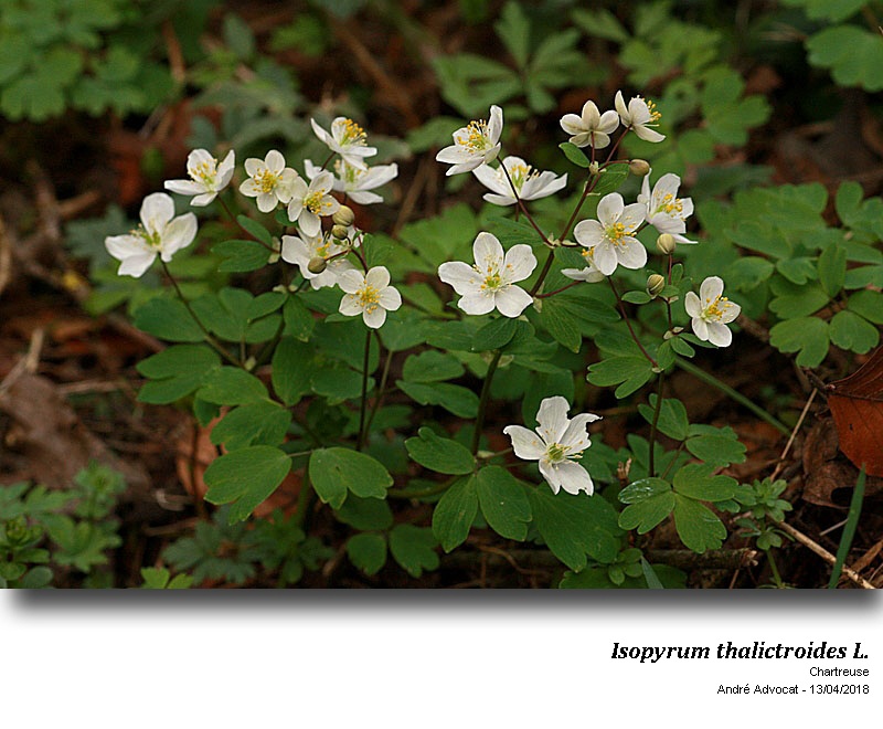 Isopyrum thalictroides L. #54598