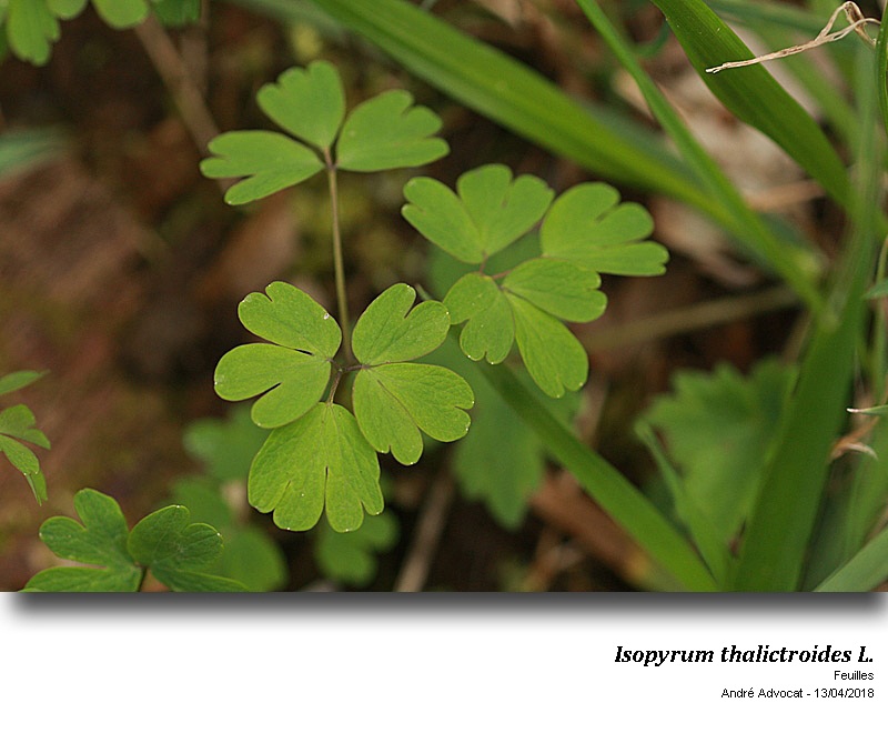 Isopyrum thalictroides L. #54601