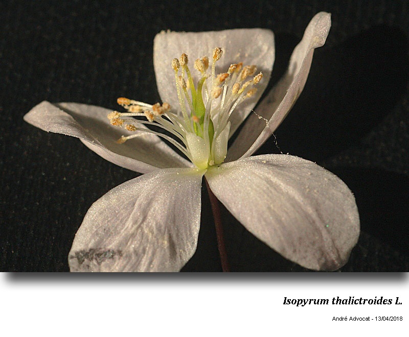 Isopyrum thalictroides L. #54600