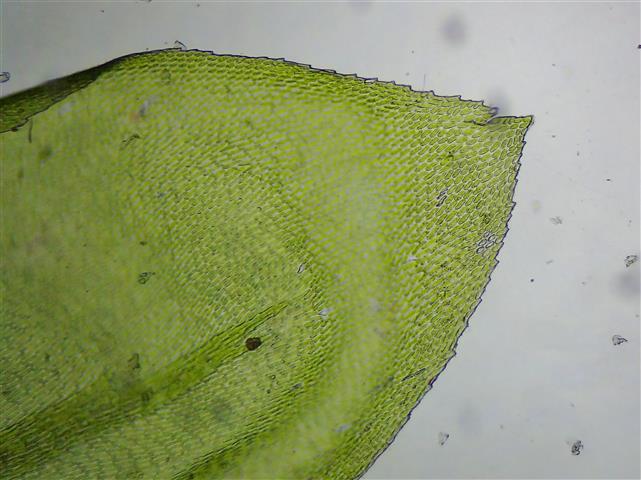 Isothecium alopecuroides (Lam. ex Dubois) Isov. #62233