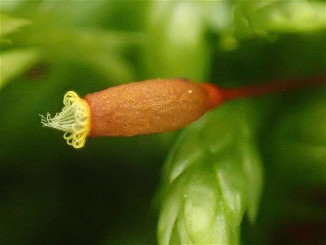 Isothecium alopecuroides (Lam. ex Dubois) Isov. #62236