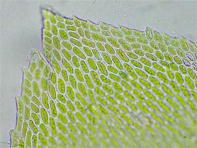 Isothecium alopecuroides (Lam. ex Dubois) Isov. #62238
