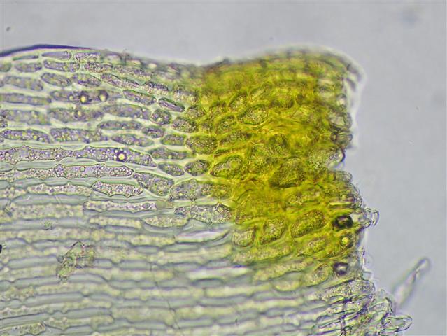 Isothecium robustum (Brachythecium cirrosum ) #61809