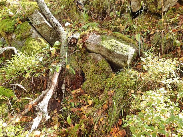 Isothecium robustum (Brachythecium cirrosum ) #61803
