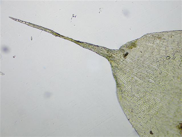 Isothecium robustum (Brachythecium cirrosum ) #61807