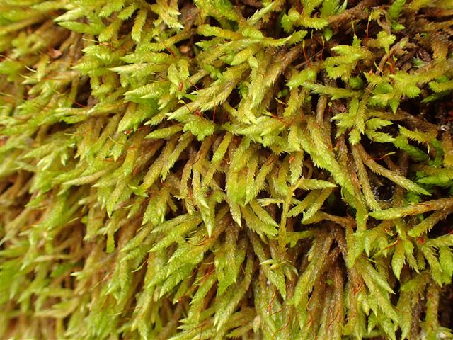 Isothecium robustum (Brachythecium cirrosum ) #61804