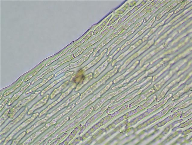 Isothecium robustum (Brachythecium cirrosum ) #61808
