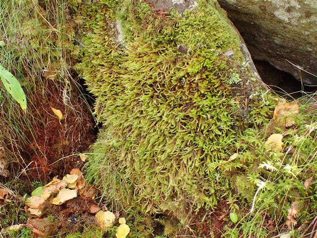 Isothecium robustum (Brachythecium cirrosum ) #61805