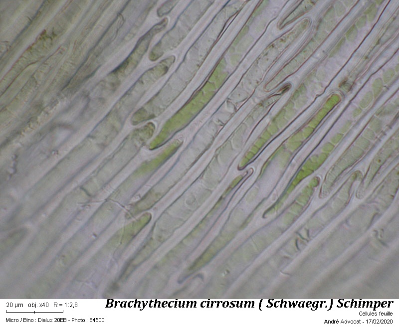 Isothecium robustum (Brachythecium cirrosum ) #62054