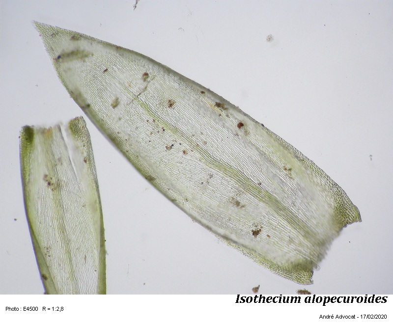 Isothecium robustum (Brachythecium cirrosum ) #62058