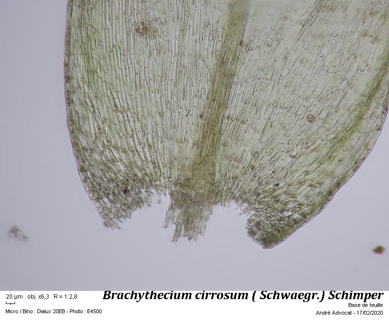Isothecium robustum (Brachythecium cirrosum ) #62053