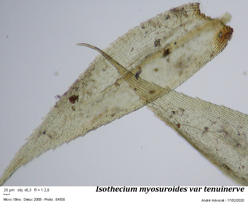 Isothecium robustum (Brachythecium cirrosum ) #62057