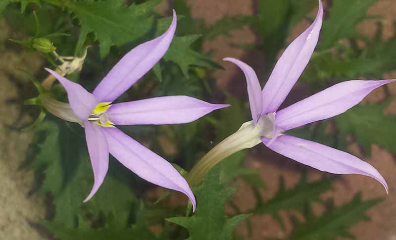 Isotoma axillaris Lindl., 1826 #46753