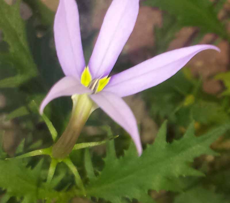 Isotoma axillaris Lindl., 1826 #46754