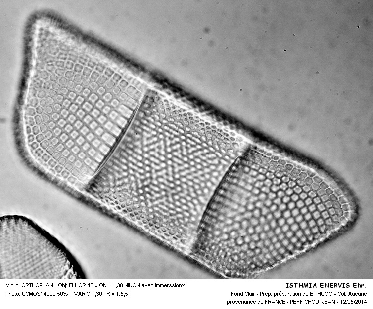 ISTHMIA ENERVIS Ehr. #37528