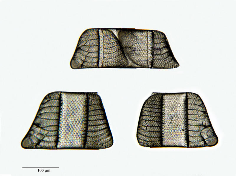 Isthmia nervosa Kütz. #22928
