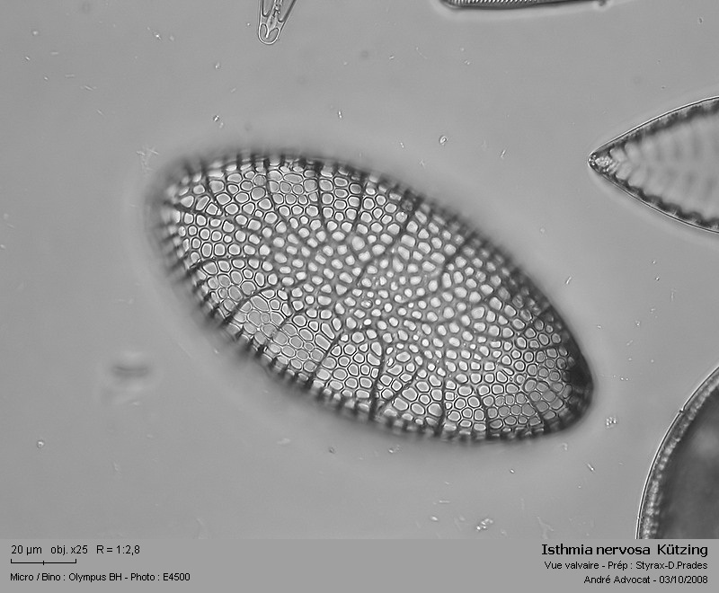 Isthmia nervosa  Kützing (Diatomée marine) #5860