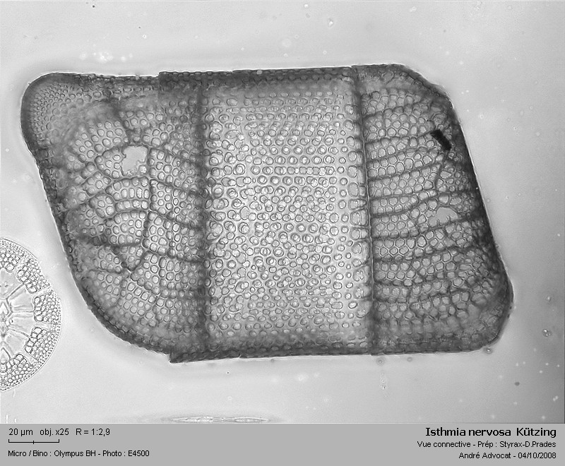 Isthmia nervosa  Kützing (Diatomée marine) #5859