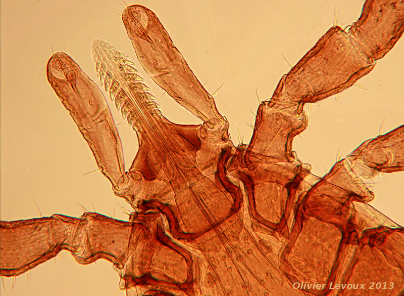 Ixodes ricinus - Ixodidées - nymphe de tique #30397