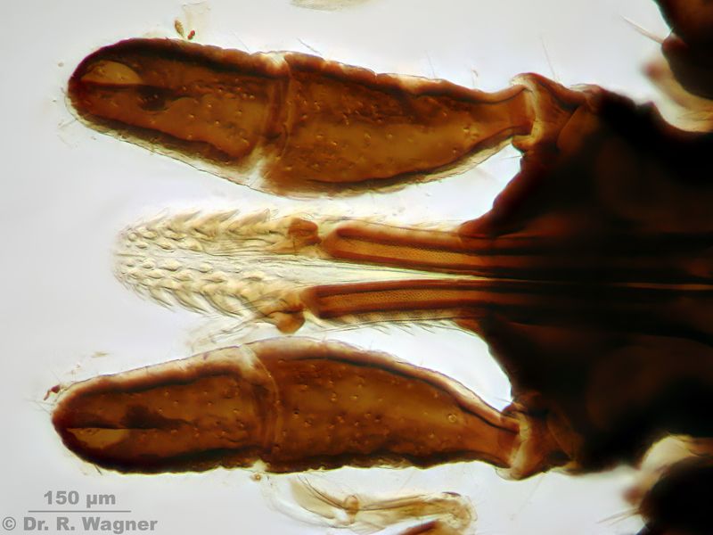 Ixodes ricinus - Ixodidées - tique #22687