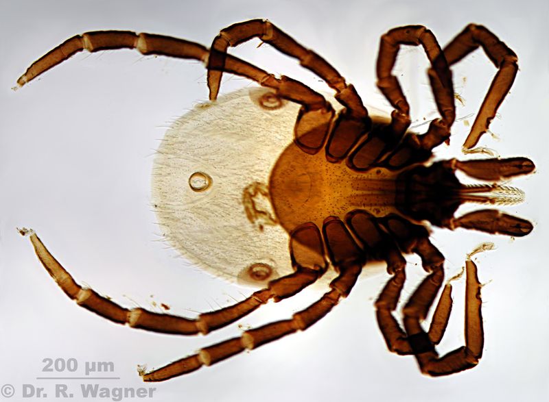 Ixodes ricinus - Ixodidées - tique #22686