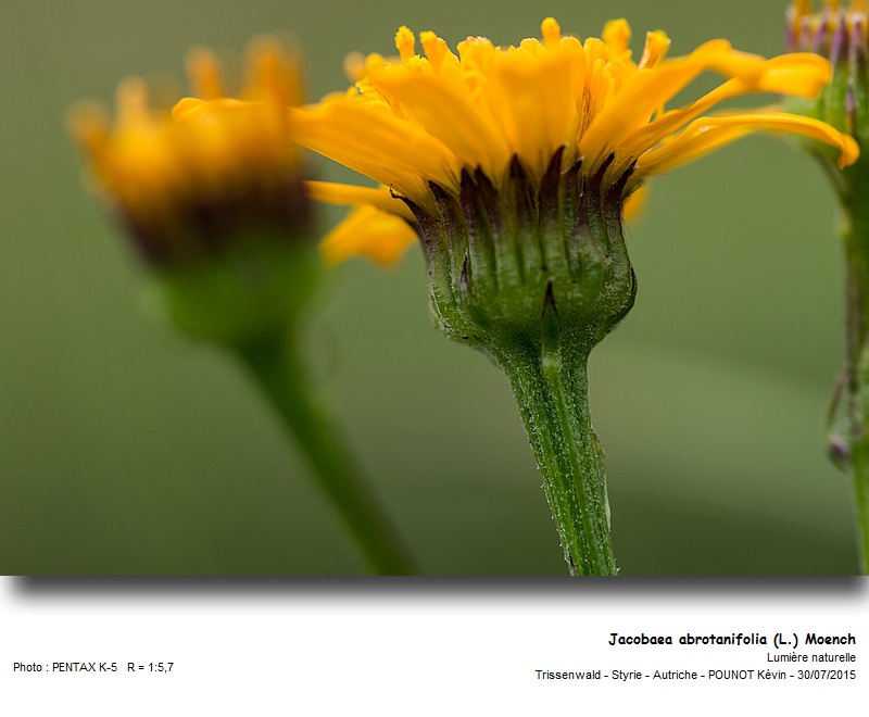 Jacobaea abrotanifolia (L.) Moench #41931