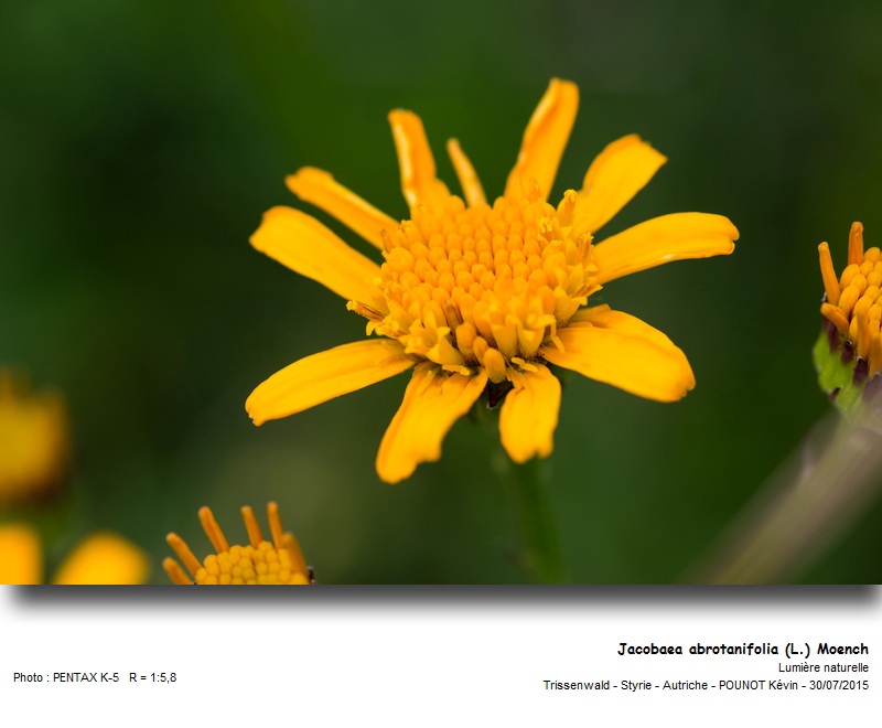 Jacobaea abrotanifolia (L.) Moench #41930
