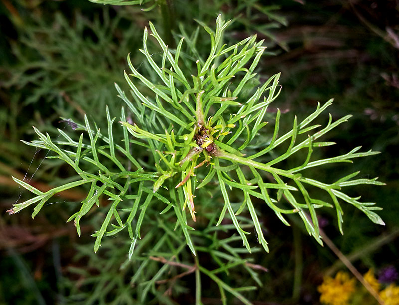 Jacobaea adonidifolia #54182