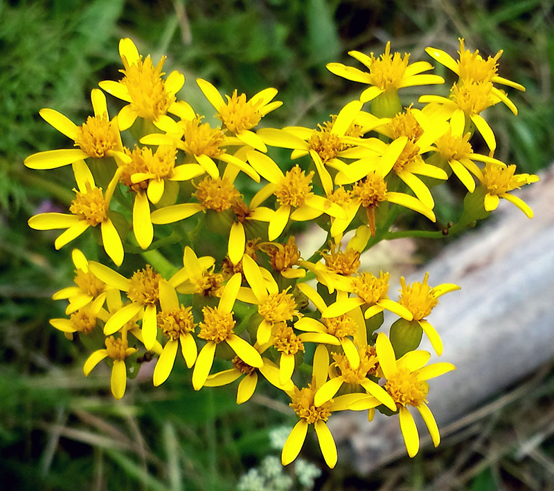 Jacobaea adonidifolia #54188