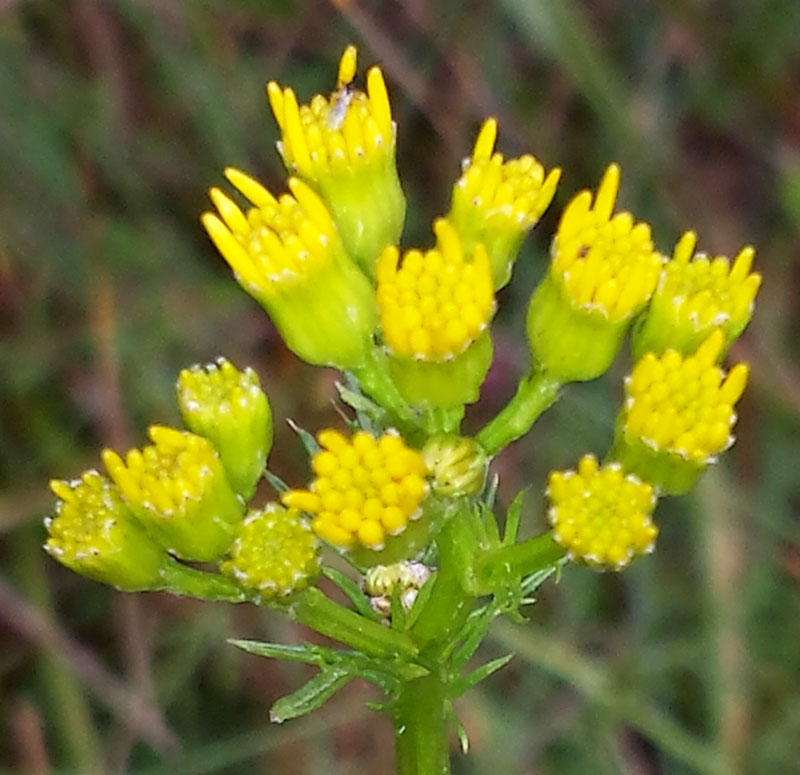 Jacobaea adonidifolia #54185