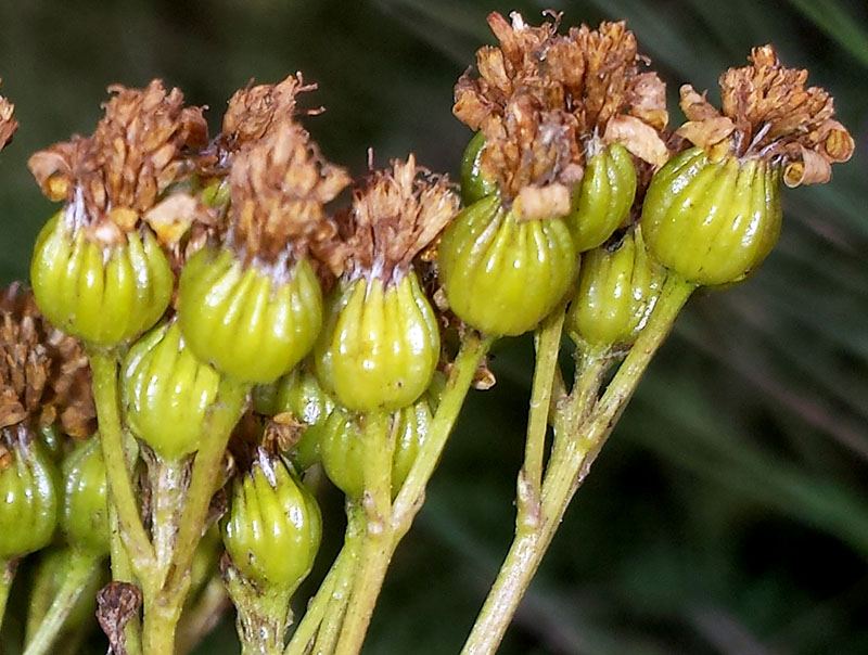 Jacobaea adonidifolia #54187