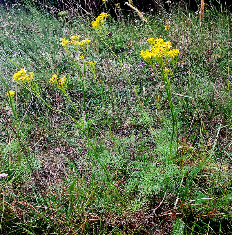 Jacobaea adonidifolia #54180