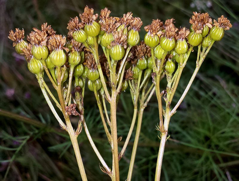 Jacobaea adonidifolia #54186