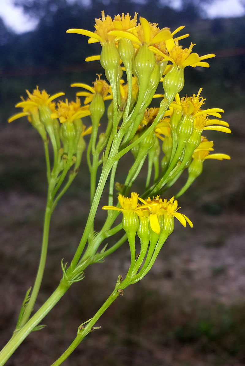 Jacobaea adonidifolia #54184