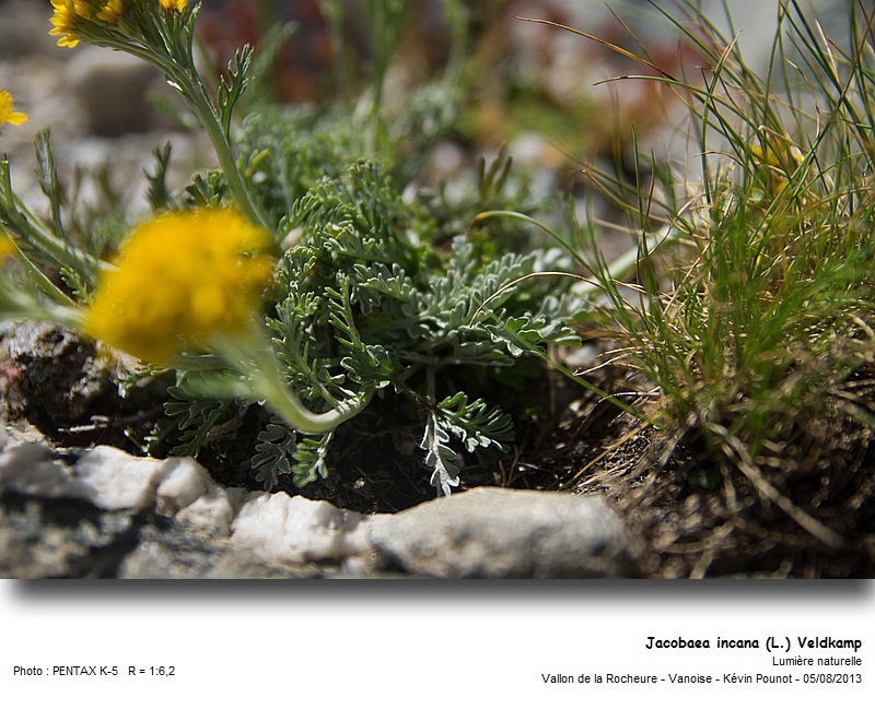 Jacobaea incana (L.) Veldkamp #33149