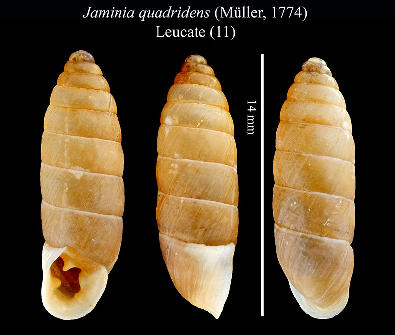 Jaminia quadridens #55674