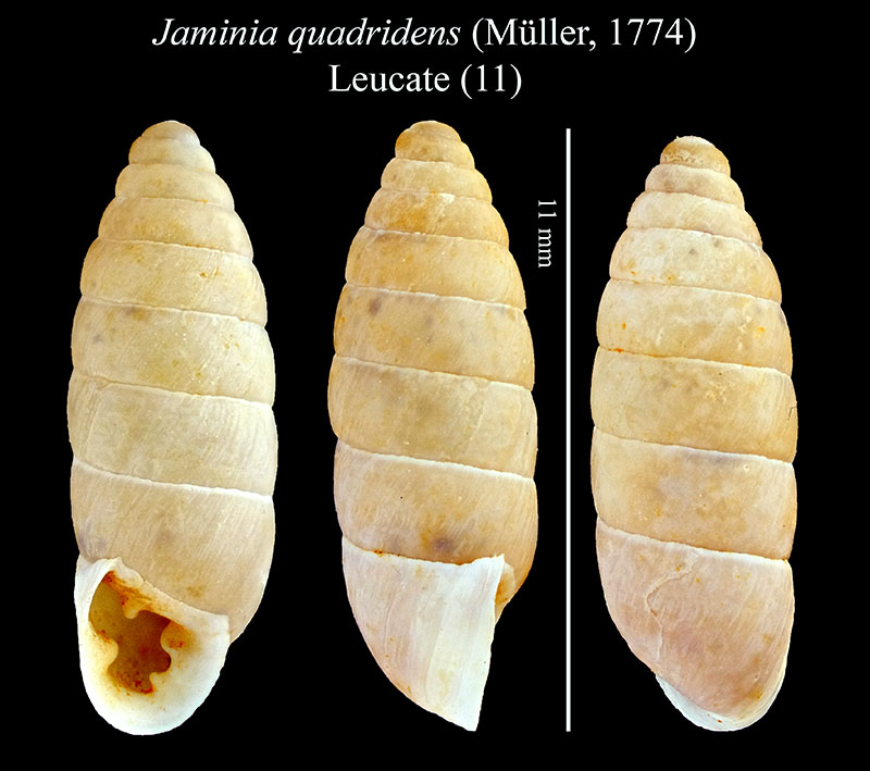 Jaminia quadridens #55675