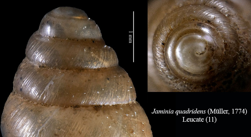 Jaminia quadridens #55676
