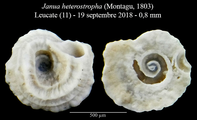Janua heterostropha (Serpulidae) #58733