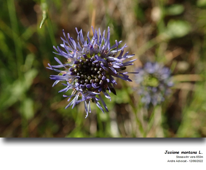 Jasione montana L. #70931