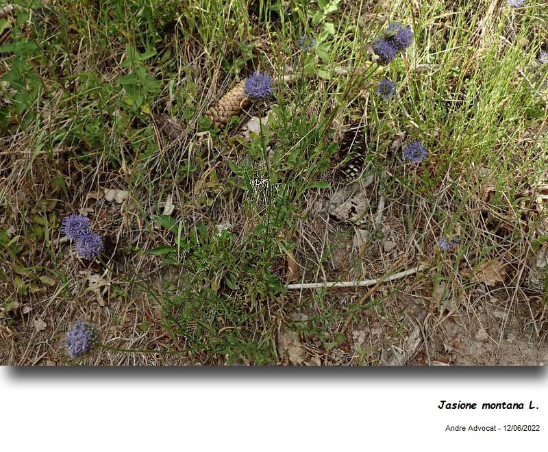 Jasione montana L. #70932
