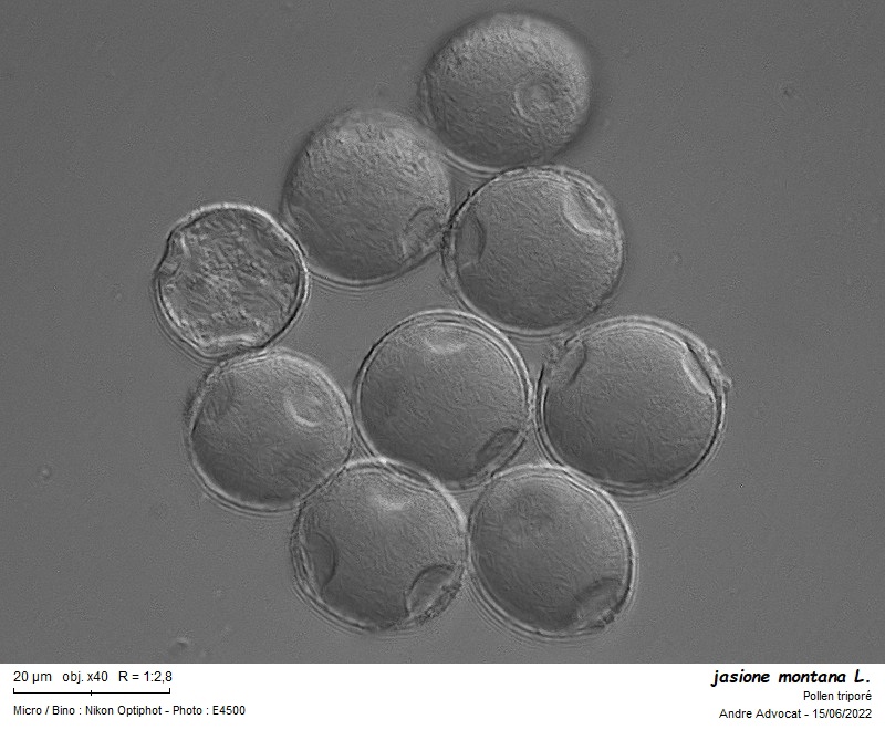 Jasione montana L. #70933