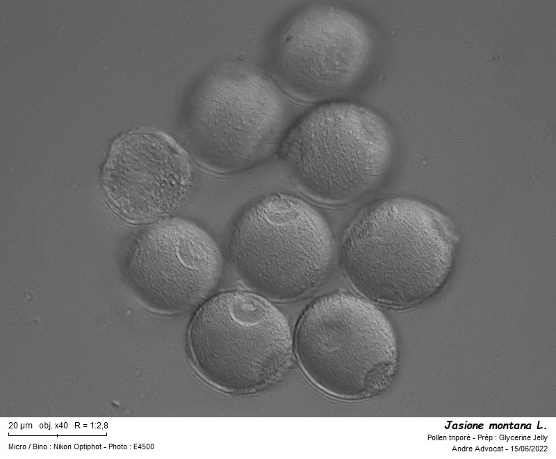 Jasione montana L. #70934