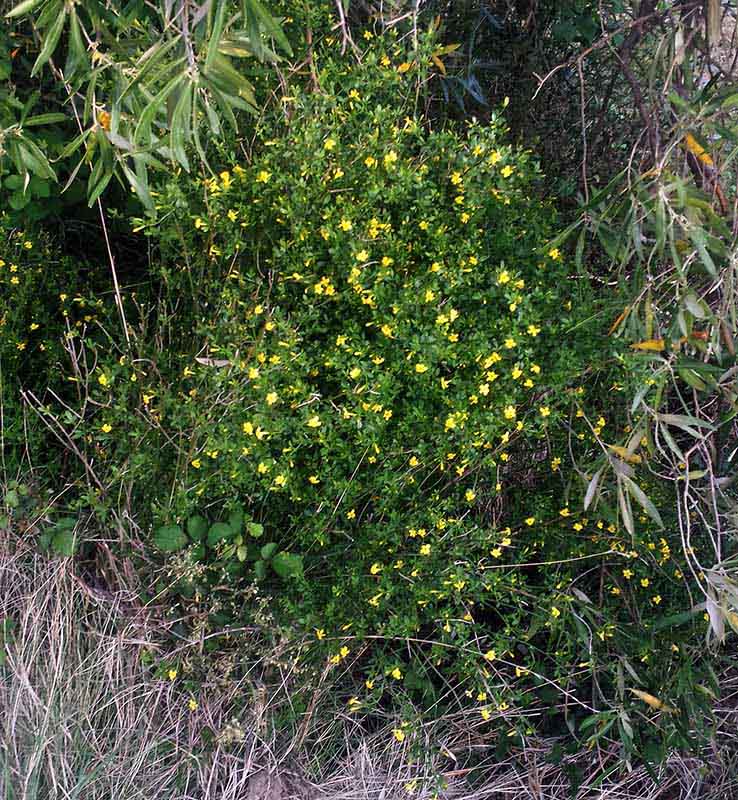Jasminum fruticans #50273