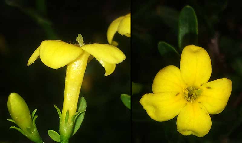 Jasminum fruticans #50275